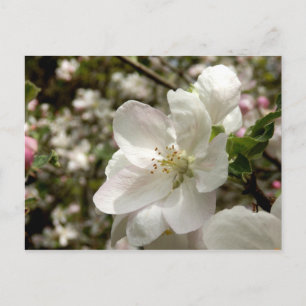 Postal de Apple Blossom