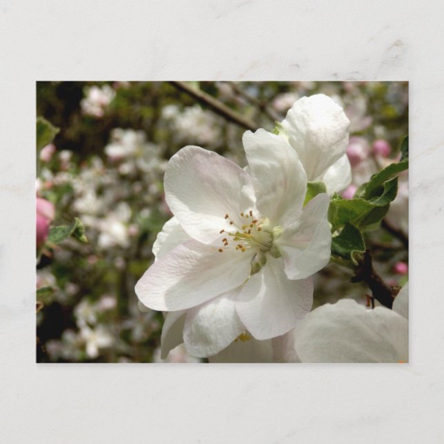 Postal de Apple Blossom (Anverso)