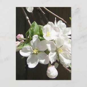 Postal de Apple Blossom