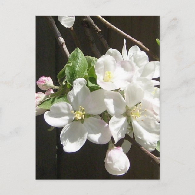 Postal de Apple Blossom (Anverso)