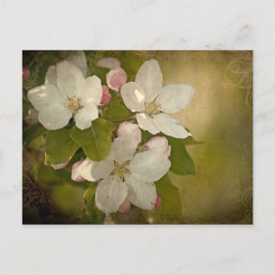 Postal de Apple Blossom