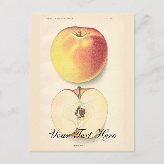 Postal de Apple vintage (Anverso)