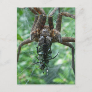 Postal de araña