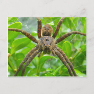 Postal de araña