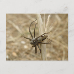 Postal de araña crujiente y escalofriante