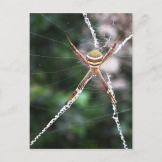 Postal de araña de la cruz de St Andrews
