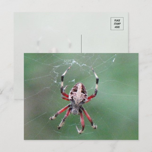 Postal de Araña de Orbweaver visto (Anverso / Reverso)
