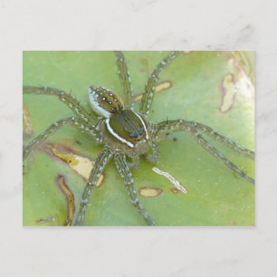 Postal de araña de pesca de seis manchas