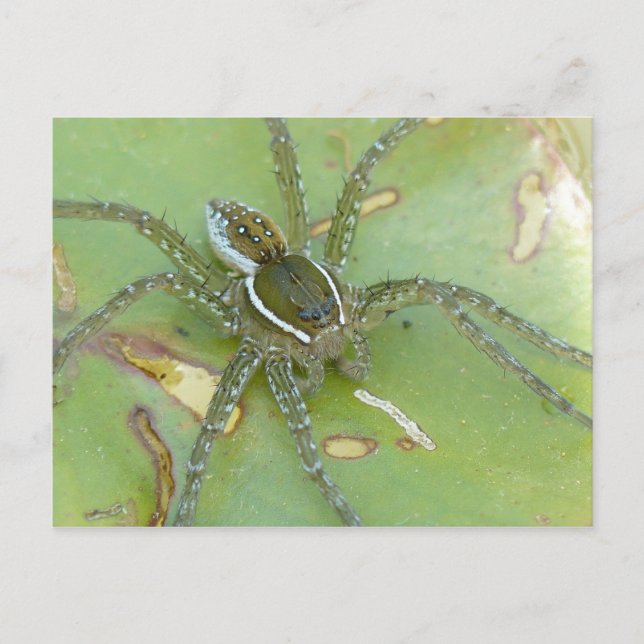 Postal de araña de pesca de seis manchas (Anverso)