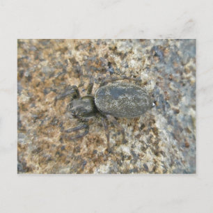 Postal de Araña de salchichas IBSP