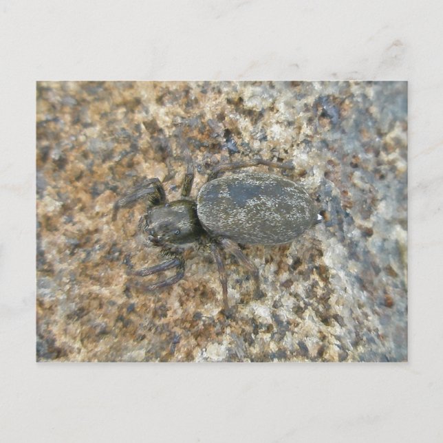 Postal de Araña de salchichas IBSP (Anverso)