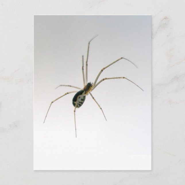 Postal de Araña Leucauge Orb Weaver (Anverso)