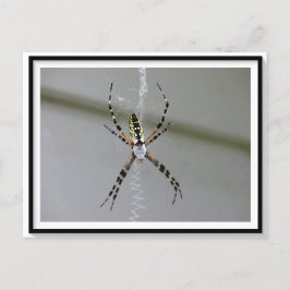 Postal de araña Orb Weaver