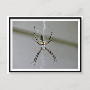 Postal de araña Orb Weaver