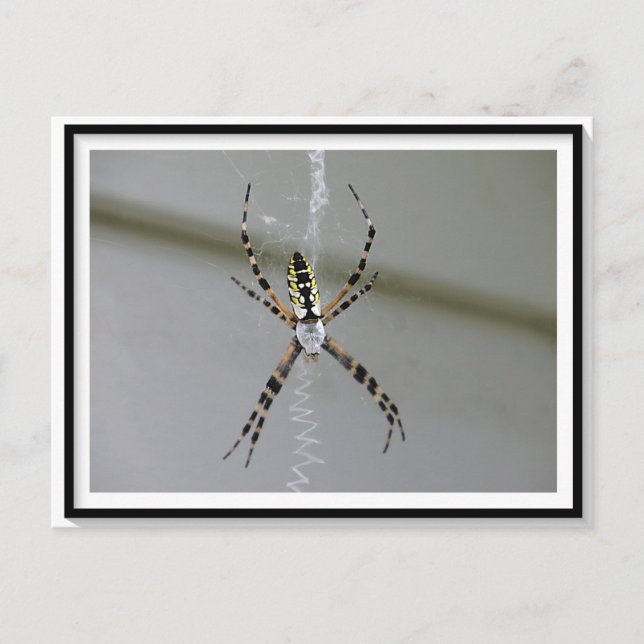 Postal de araña Orb Weaver (Anverso)