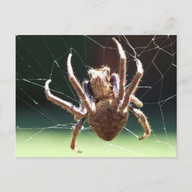 Postal de Araña Orb Weaver (Anverso)