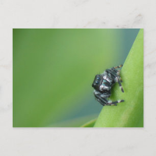 Postal de araña saltando