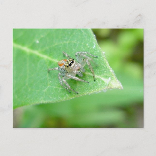Postal de araña saltarina (Mavea inclemens) (Anverso)