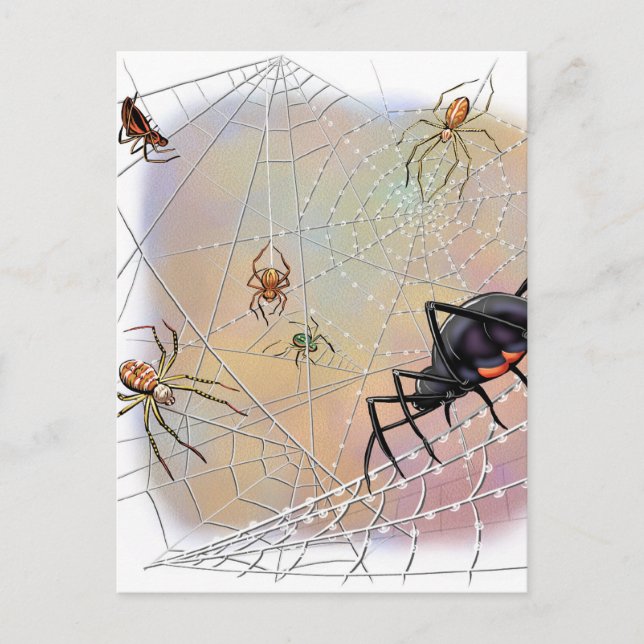 Postal de arañas (Anverso)
