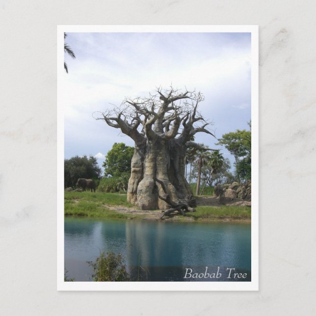 Postal de árbol baobab (Anverso)