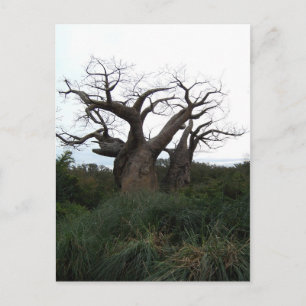 Postal de árbol baobab
