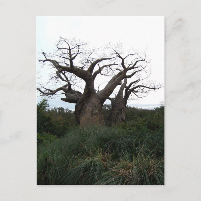 Postal de árbol baobab (Anverso)