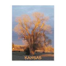 Postal de árbol Cottonwood de Kansas doradas