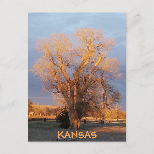 Postal de árbol Cottonwood de Kansas doradas (Anverso)
