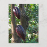 Postal de árbol de cacao