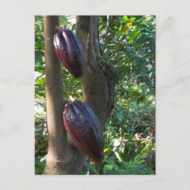 Postal de árbol de cacao