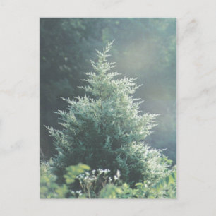 Postal de árbol de cedro