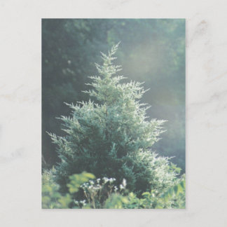 Postal de árbol de cedro