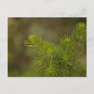 Postal de árbol de pino