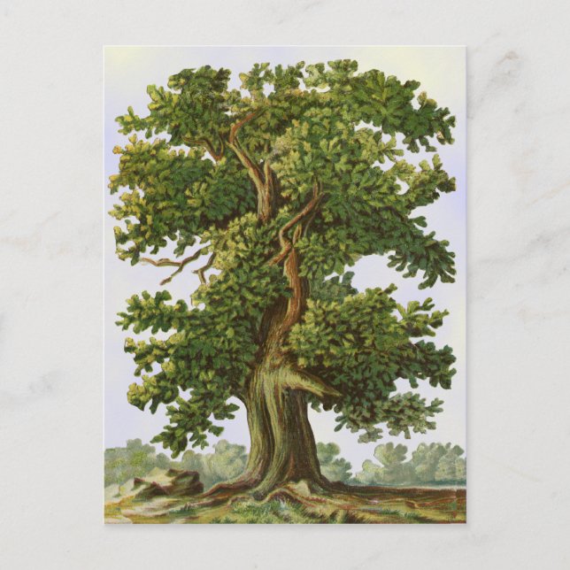 Postal de árbol de roble vintage (Anverso)