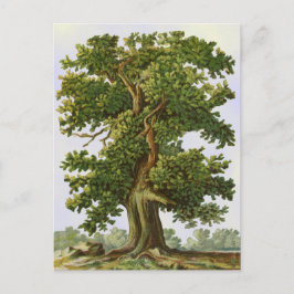 Postal de árbol de roble vintage