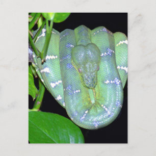 Postal de árbol esmeralda Boa-Morticia