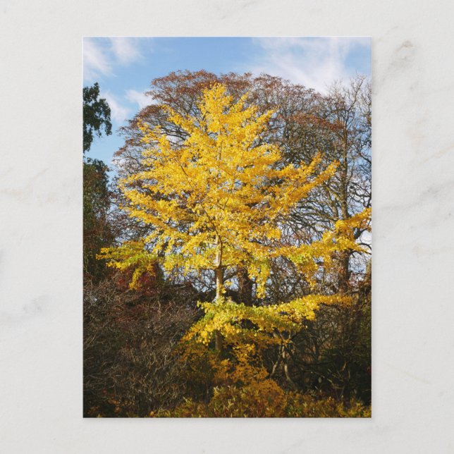 Postal de árbol Ginkgo Biloba (Anverso)