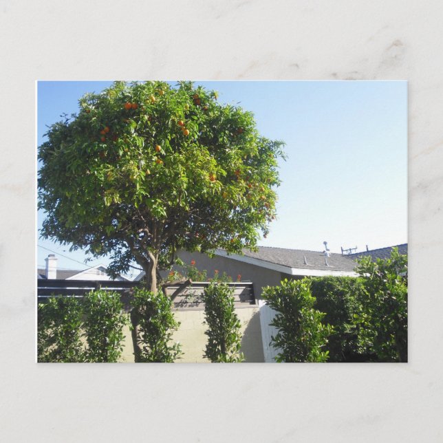 Postal de árbol naranja (Anverso)