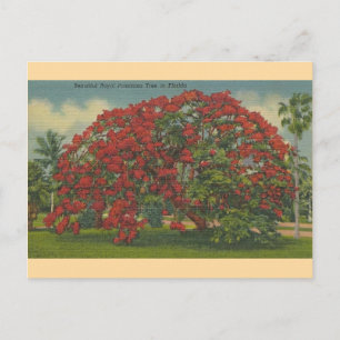 Postal de árbol real de Poinciana de Florida