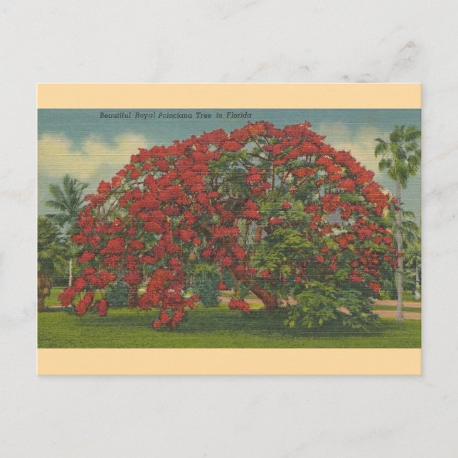 Postal de árbol real de Poinciana de Florida (Anverso)