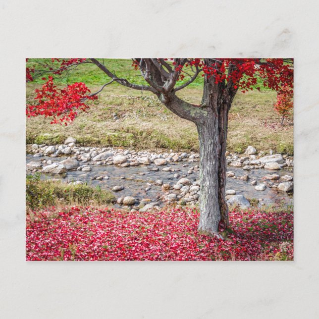 Postal de árbol rojo otoñal (Anverso)