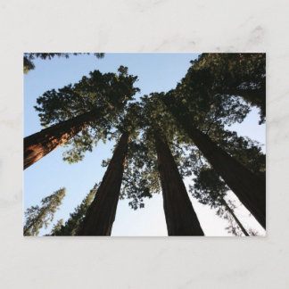 Postal de árbol secuoya de California
