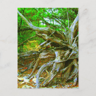 Postal de árbol silvestre