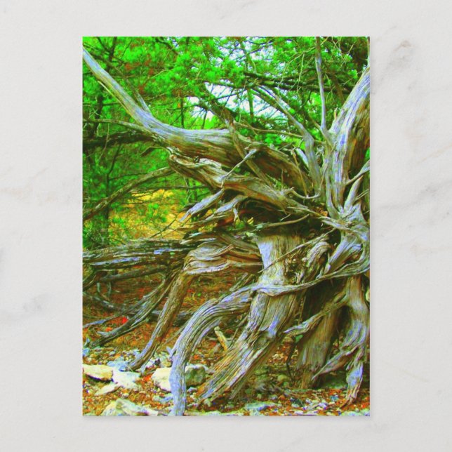 Postal de árbol silvestre (Anverso)