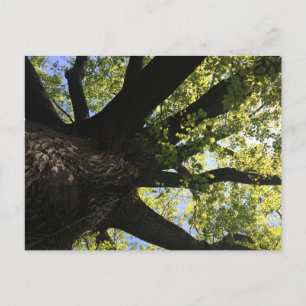 Postal de árbol solar