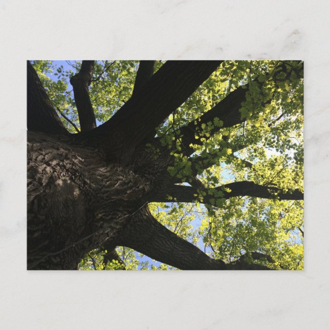 Postal de árbol solar (Anverso)