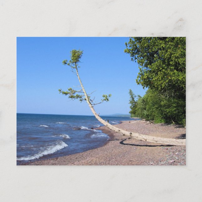 Postal de árbol solitario del lago superior (Anverso)