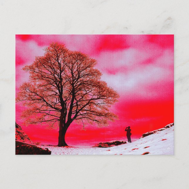 Postal de árbol Sycamore (Anverso)