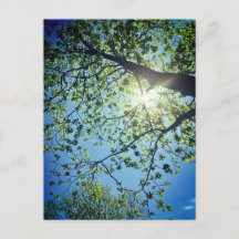 Postal de árbol y sol