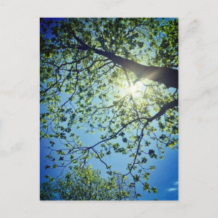 Postal de árbol y sol